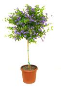 Duranta Sapphire Standard